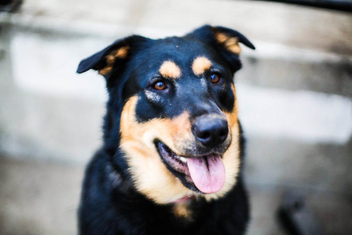 Happy dog representing the importance of choosing a trusted pet guardian