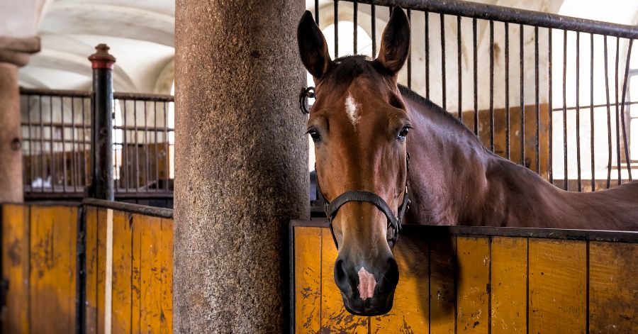 Horse in stable brown