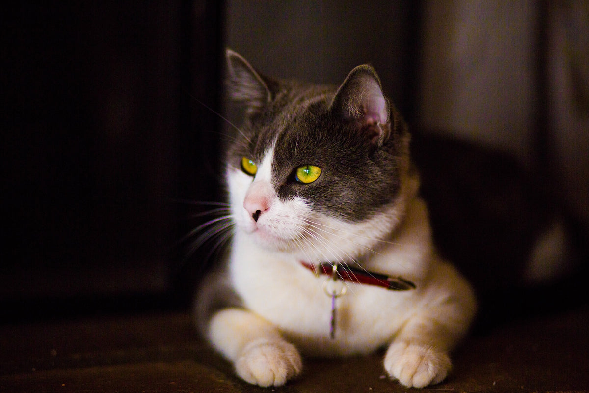 Gray-and-white cat with green eyes wearing a red collar.